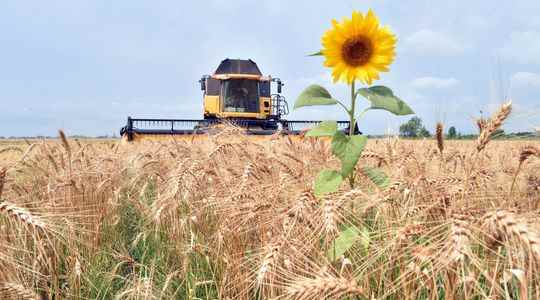 War in Ukraine the wheat trade an instrument of power