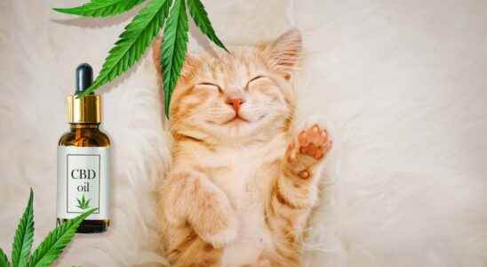 What are the uses of CBD in animals