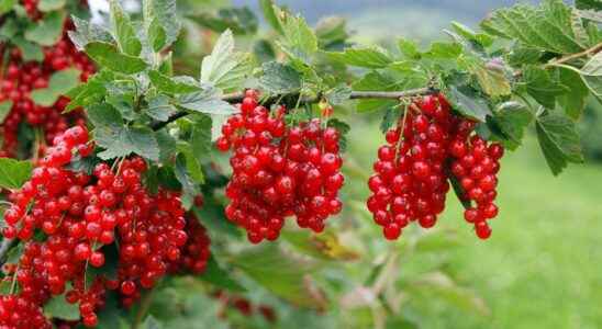 When and how to plant a currant tree