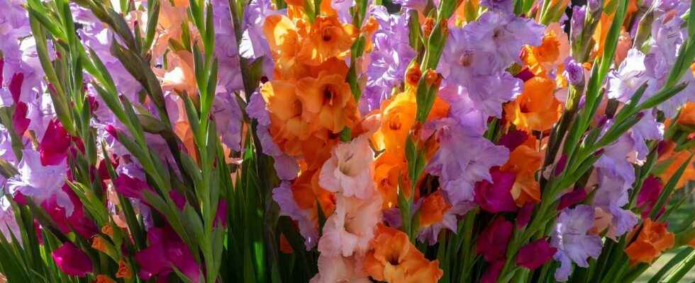 When and how to plant gladioli