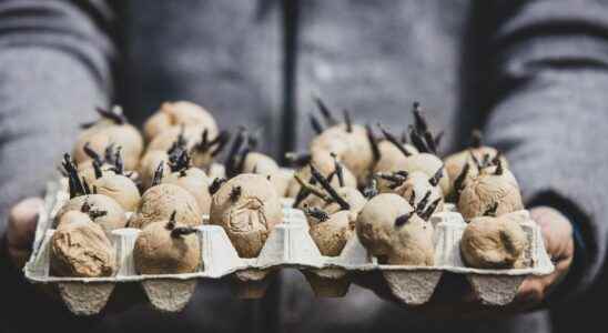 When and how to sprout potato tubers