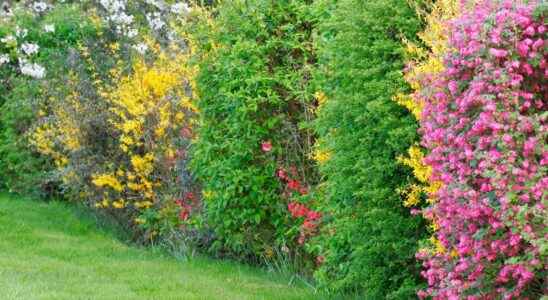 Which spring flowering shrubs to choose