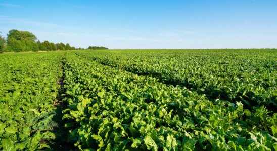 Why isnt organic sugar beet growing faster in France
