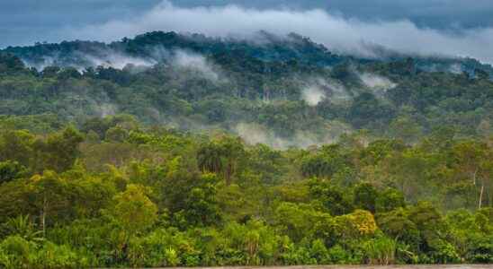 Why it will rain less and less in the Amazon