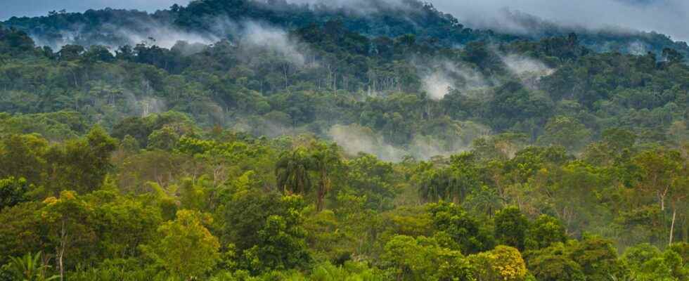 Why it will rain less and less in the Amazon