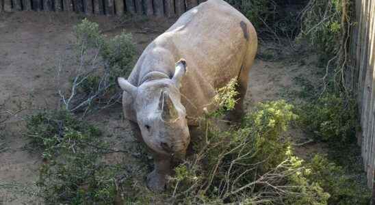 World Bank bond issue to save South Africas rhinos