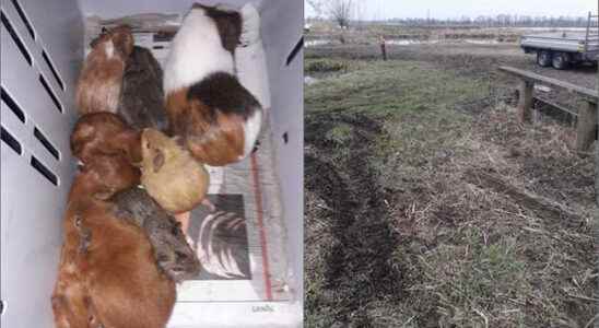 Young guinea pigs dumped at Oudewater Animal ambulance driver was