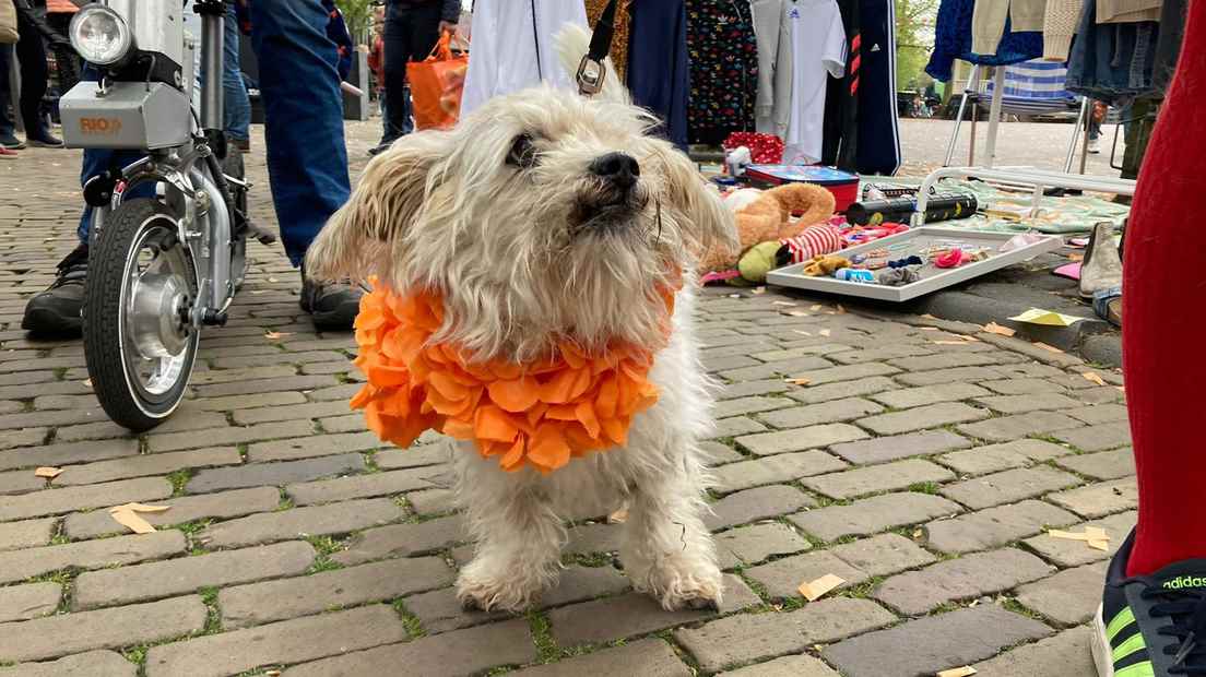 Even the dog is orange in Houten.