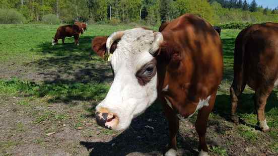 200 families in Soest and Baarn start a farm They