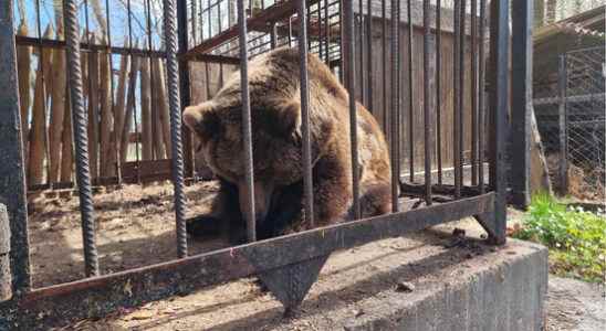 24 year old neglected bear comes from Kiev to Rhenens Berenbos