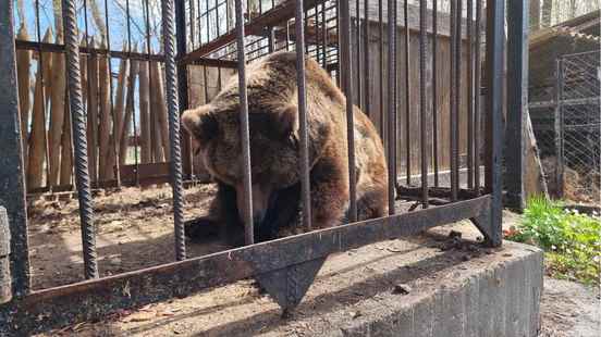 24 year old neglected bear comes from Kiev to Rhenens Berenbos