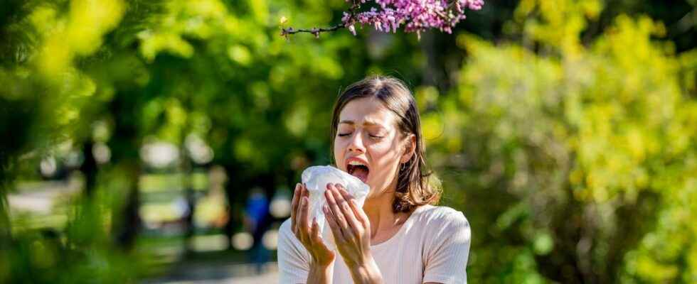 Allergies alert for ash and birch pollen