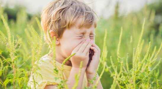 Allergy and desensitization how does it work