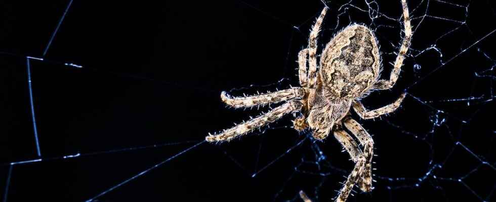 Animals of science spiders use their web to hear better