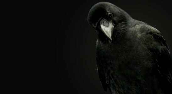 Animals of science the crow definitely has a funny brain