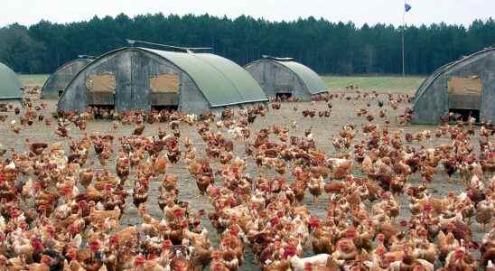 Avian flu what are the symptoms and treatments