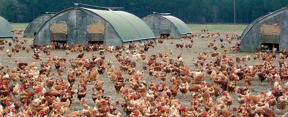Avian flu what are the symptoms and treatments