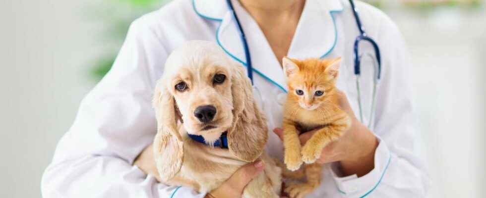Becoming a veterinarian training opportunities salary
