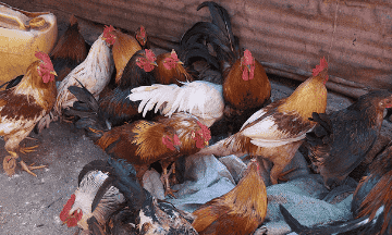 CFIA reports five more avian flu cases