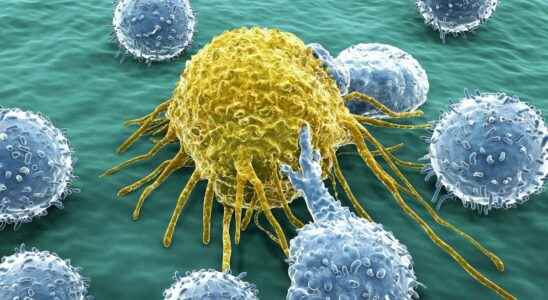 Cancer discovery of an antibody that blocks the development of