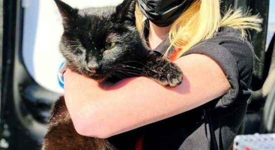 Cat disappeared five years ago found in North Sea
