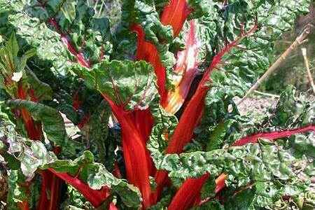 Chard what is it