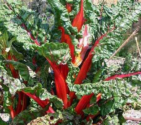 Chard what is it