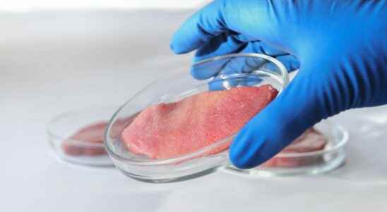 Cultured meat thanks to tobacco