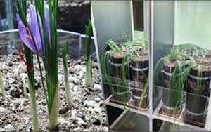 ENEA experiments with an innovative system for growing plants at