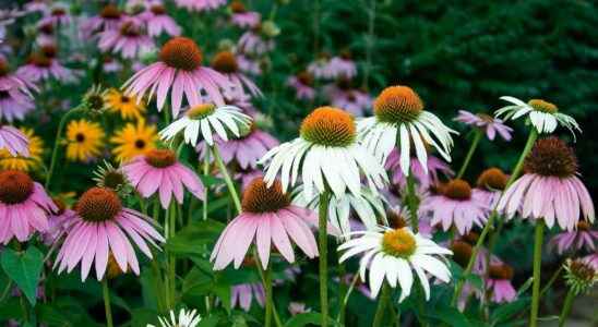 Echinacea what is it