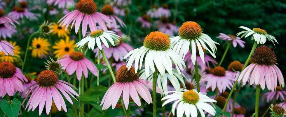 Echinacea what is it