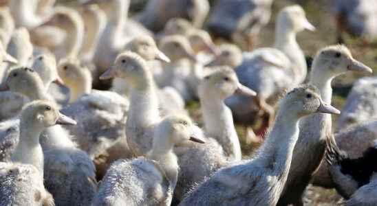 French poultry affected by a major avian flu epizootic