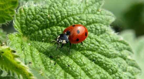 Garden try biological control to replace banned pest control