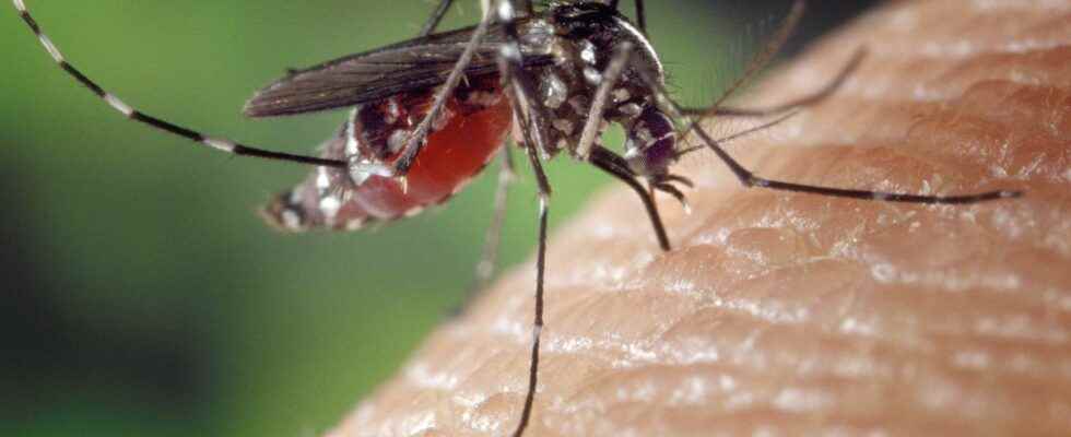 Genetically modified mosquitoes a new experiment in Florida