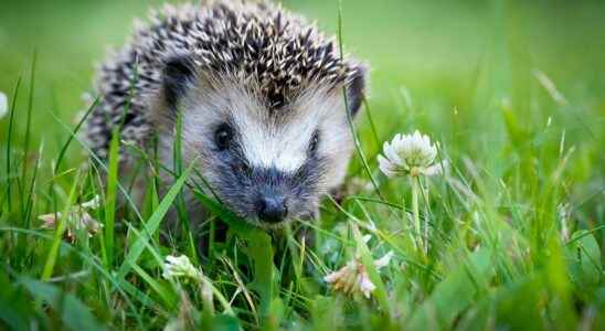 Help scientists identify European hedgehogs