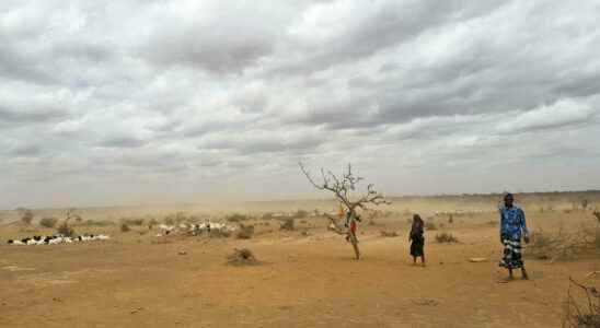 Horn of Africa braces for worst drought in 40 years