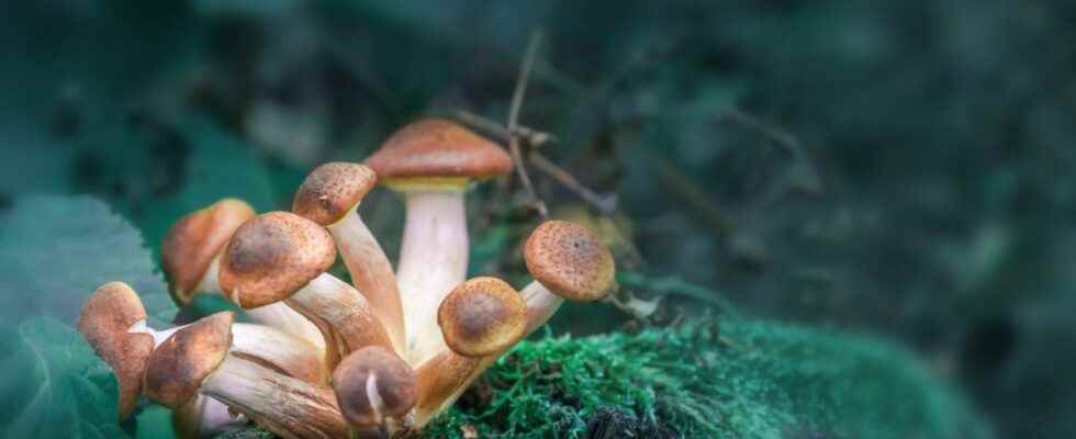 How Magic Mushrooms Can Treat Depression