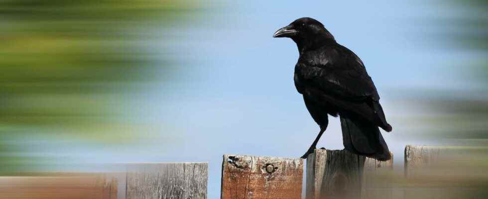 How crows took over the world