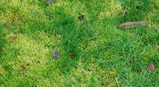 How do you get rid of moss on your lawn