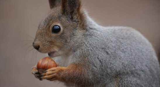 How does the squirrel know where he hid his nuts