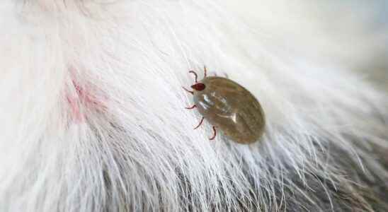 How to remove a tick from your dog