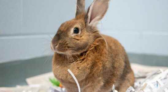 Humane society overwhelmed with stray abandoned rabbits