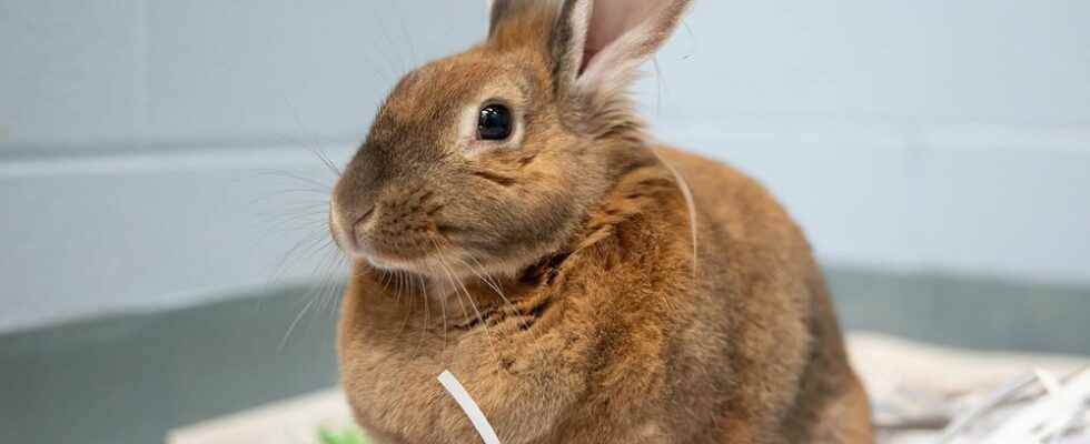 Humane society overwhelmed with stray abandoned rabbits