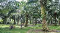 Indonesia bans palm oil exports upward pressure on edible