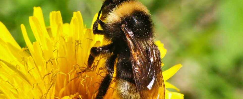 Is the bumblebee the male of the honey bee