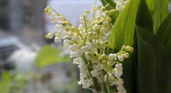 Lily of the valley a lucky charm on May 1st