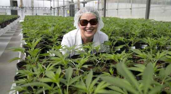 Local cannabis firm seeks creditor protection amid critical cash shortage