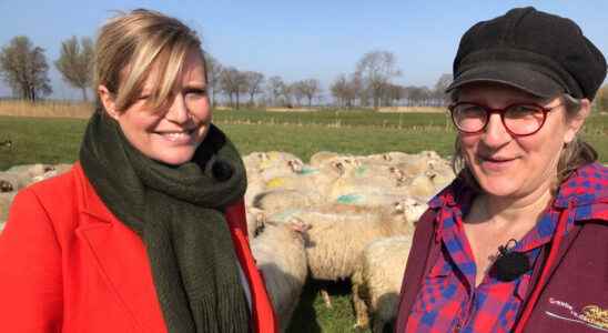 Margreet The concerns of sheep farmers about the arrival of