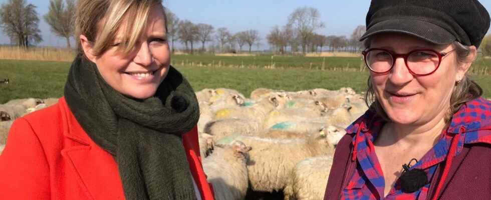 Margreet The concerns of sheep farmers about the arrival of