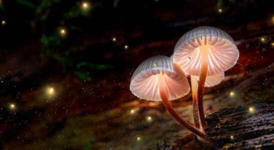 Mushrooms communicate with words